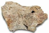 Dinosaur Bone Section - Wyoming #265502-1